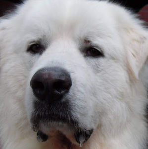 Meet your Posher, Hollye